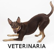 veterinaria